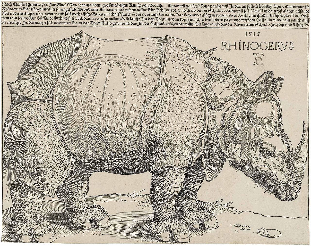 Rinoceronte, Albrecht Dürer (1515)